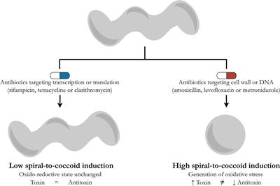 Toxin-Antitoxin Systems - A New Player in Morphological Transformation of Antibiotic-Exposed Helicobacter pylori?